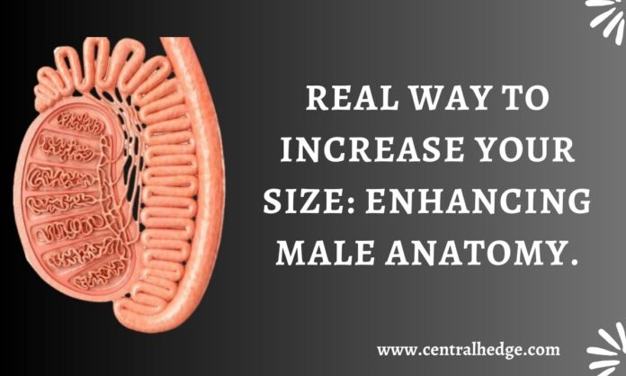 Real Way To Increase Your Size